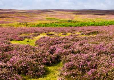 Heather Moorland