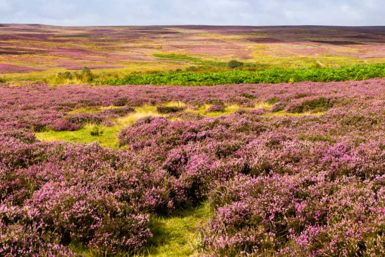 Heather Moorland