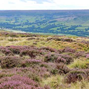 North York Moors Afternoon Tour 