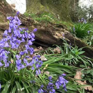May is the month to find bluebells in the Lakes - but where are the best places to see them?