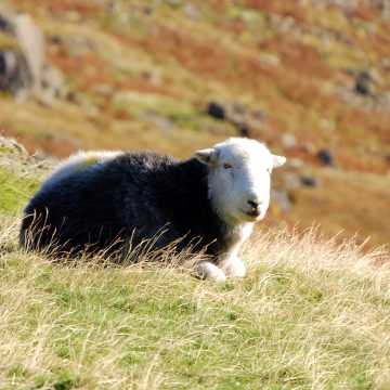 Sheep on the fells