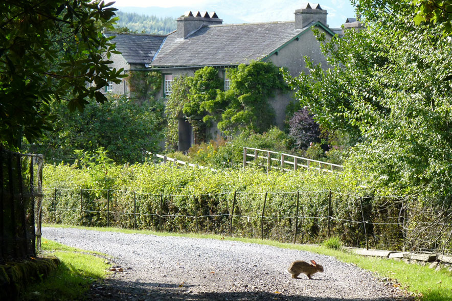 2-Hill-Top-Farm-Rabbit.jpg