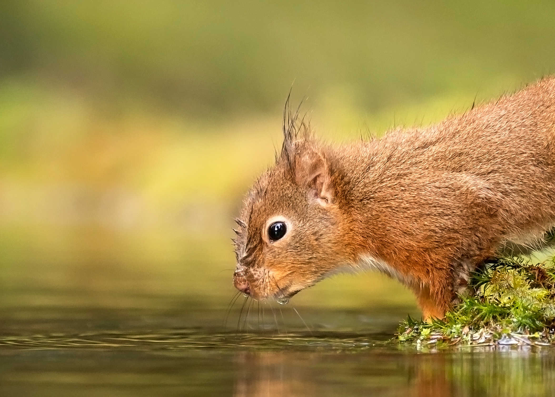 Red-Squirrel-sipping-water-(1).jpg
